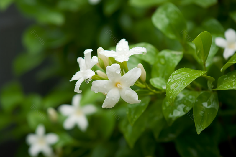 在花园里白色茉莉花,高清,摄影图,摄影图片,图片大全,摄影图免费下载